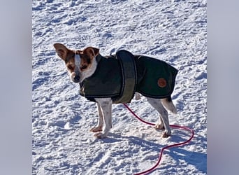 Panja - Sie schaut nach vorn