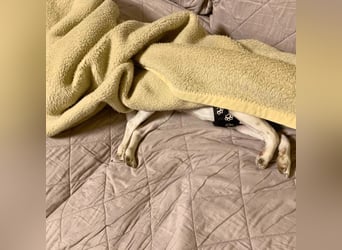 Panja - Sie schaut nach vorn