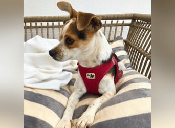 Panja - Sie schaut nach vorn