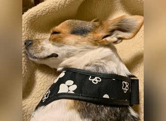 Panja - Sie schaut nach vorn