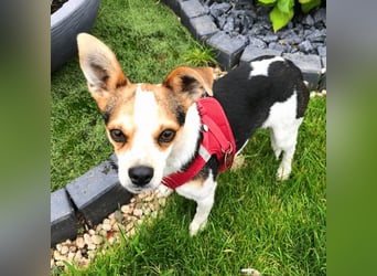 Panja - Sie schaut nach vorn