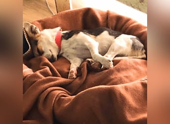 Panja - Sie schaut nach vorn