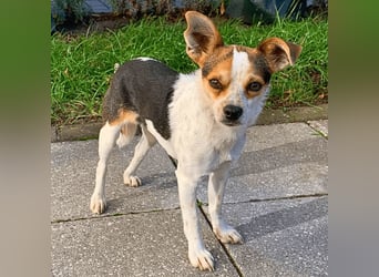 Panja - Sie schaut nach vorn