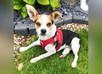 Panja - Sie schaut nach vorn