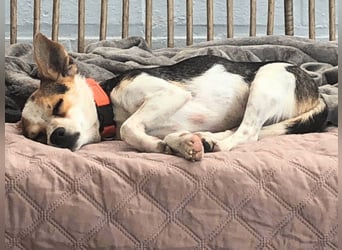 Panja - Sie schaut nach vorn