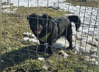 Sanfte Nisha sucht ihre Menschen