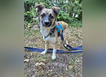 Kleine Kira (5 kg) sucht eine liebevolle Familie