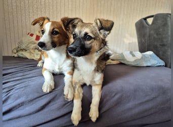 Kleine Kira (5 kg) sucht eine liebevolle Familie