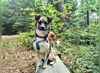 Kleine Kira (5 kg) sucht eine liebevolle Familie