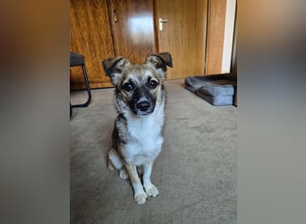 Kleine Kira (5 kg) sucht eine liebevolle Familie