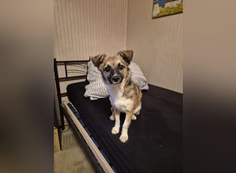 Kleine Kira (5 kg) sucht eine liebevolle Familie