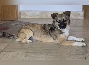 Kleine Kira (5 kg) sucht eine liebevolle Familie