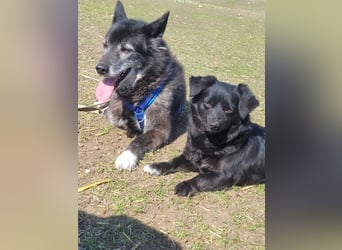 Sanfte Nisha sucht ihre Menschen