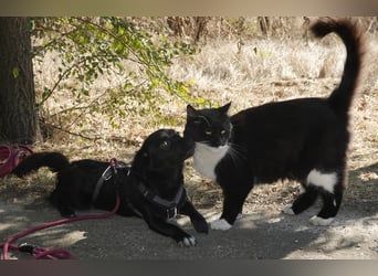 Kleine Nisha sucht ihre Menschen