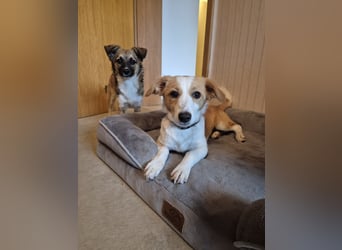 Kleine Kira (5 kg) sucht eine liebevolle Familie