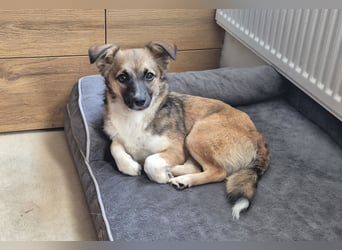 Kleine Kira (5 kg) sucht eine liebevolle Familie