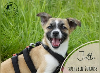 Sensible Jette sucht ihr Zuhause