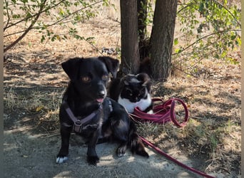 Kleine Nisha sucht ihre Menschen Kleine Nisha sucht ihre Menschen