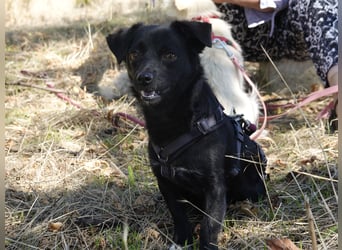 Kleine Nisha sucht ihre Menschen Kleine Nisha sucht ihre Menschen