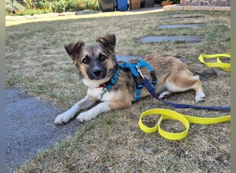 Kleine Kira (5 kg) sucht eine liebevolle Familie