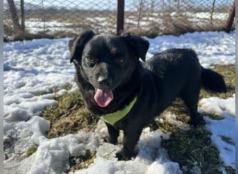 Sanfte Nisha sucht ihre Menschen