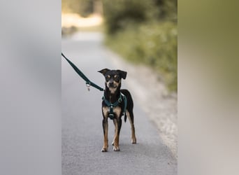 Pflegehund Paulo wartet in 49324 Melle auf dich!