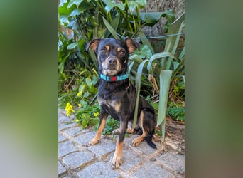 Kleine Kimi wartet auf unserem Tierschutzhof in Portugal!