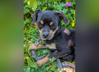 Kleine Pebbles wartet in Portugal auf unserem Tierschutzhof!