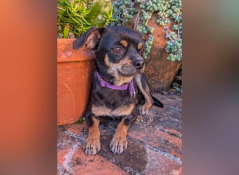 Kleine Pebbles wartet in Portugal auf unserem Tierschutzhof!