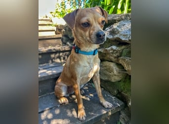 Kleine Lila wartet in Portugal auf unserem Tierschutzhof!