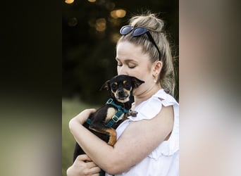Pflegehund Paulo wartet in 49324 Melle auf dich!