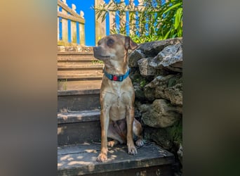 Kleine Lila wartet in Portugal auf unserem Tierschutzhof!