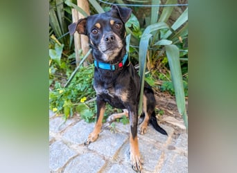 Kleine Kimi wartet auf unserem Tierschutzhof in Portugal!