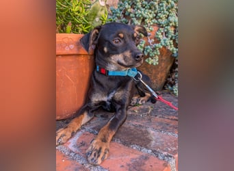 Kleine Kiri wartet in Portugal auf unserem Tierschutzhof!