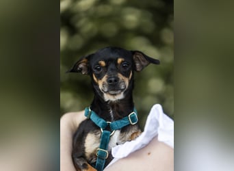 Pflegehund Paulo wartet in 49324 Melle auf dich!