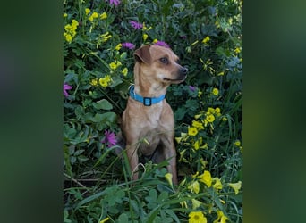 Kleine FIlly wartet in Portugal auf unserem Tierschutzhof!