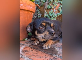 Kleine Pebbles wartet in Portugal auf unserem Tierschutzhof!