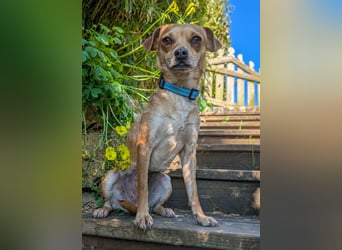 Kleine Lila wartet in Portugal auf unserem Tierschutzhof!