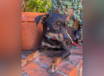 Kleine Kiri wartet in Portugal auf unserem Tierschutzhof!