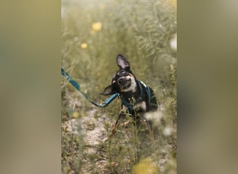 Pflegehund Paulo wartet in 49324 Melle auf dich!