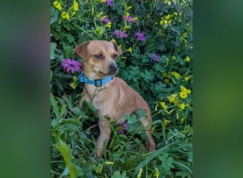 Kleine FIlly wartet in Portugal auf unserem Tierschutzhof!