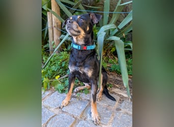 Kleine Kimi wartet auf unserem Tierschutzhof in Portugal!