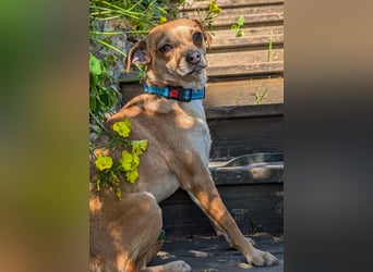 Kleine Lila wartet in Portugal auf unserem Tierschutzhof!