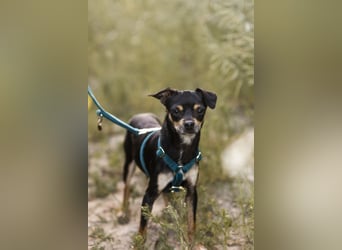 Pflegehund Paulo wartet in 49324 Melle auf dich!