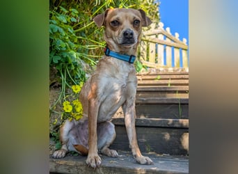 Kleine Lila wartet in Portugal auf unserem Tierschutzhof!