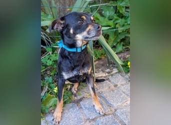 Kleine Kimi wartet auf unserem Tierschutzhof in Portugal!