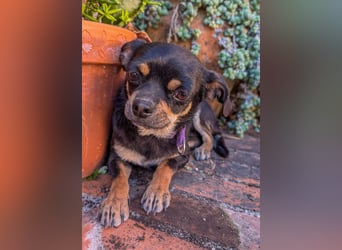 Kleine Pebbles wartet in Portugal auf unserem Tierschutzhof!