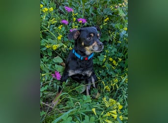 Kleine Kimi wartet auf unserem Tierschutzhof in Portugal!