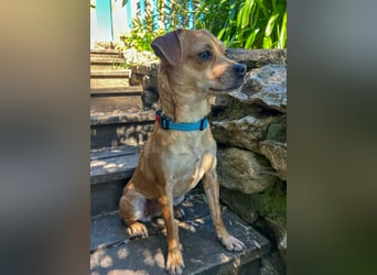 Kleine Lila wartet in Portugal auf unserem Tierschutzhof!