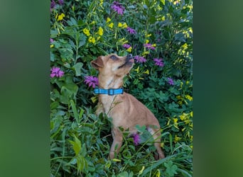 Kleine FIlly wartet in Portugal auf unserem Tierschutzhof!